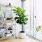 High Quality Fiddle Leaf Bonsai Plants Decorative Home Outdoor bonsai stand