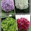 Most popular high quality collocation festive white hydrangea from Kunming Qingyi