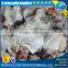 frozen giant squid neck price for sale