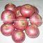 Fresh Onion from Pakistan ( Naqshbandi Enterprises )