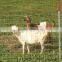 grassland fence/catle fence