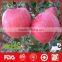 Wholesale red fuji apple and fresh fruits