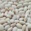 White kidney bean 2014 crop white bean