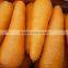chinese Fresh Washed Carrot 150g -250g in 10kg carton