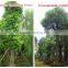 Outdoor Landscaping Tall Ornamental Green Decorative Plants