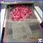 Microwave herbs drying oven with conveyor belt