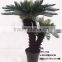 HX20170416 mini potted cycad tree for decoration