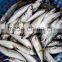 frozen pacific mackerel fish good quality