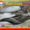 FROZEN DOTTED GIZZARD SHAD FISH W/R
