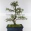 Chinese elm indoor plant