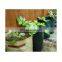 Brand New wholesale PP woven Garden Bag for Yard Lawn Waste