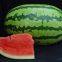 Emperor 8th Oval Shape Good Adaptability Hybrid Watermelon Seeds