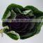 Good quality latest Purple brassica