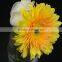 Fresh Champagne fresh cut flowers yellow gerbera