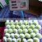 Fresh Green Apple