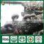China Supplier of Organic Cap Stem Whole Part Fresh Dry Supplier Edibal Mushroom Lentinula Edodes
