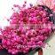 Hobby Lobby Wholesale Flowers Gypsophila Plant For Wedding Babysbreath For Sale