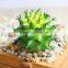 We Export Succulent Plants Wholesale Artificial Succulent Plants