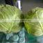 18kg or 20kg Package Round Cabbage