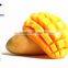 Very high quality Mango Ripener Ethylene(26)