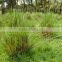 Vetiver Oil