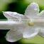Jasmine Body Massage Oil