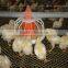 Low cost prefab double floor automatic poultry house for broilers