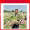 yingwang brand garlic harvesting machine (0086-15938761901)