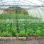 Lower Cost Tunnel Plastic Sheet Greenhouse