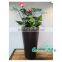 2016 new design Garden supplies attractive colorful plastic flower pot