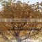 LXY072098 Artificial Golden Ficus Tree for Indoor&Outdoor Decoration