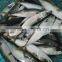 Frozen W/R Pacific Mackerel Good-quality Fresh fish Seafood