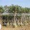 Ficus Religiosa for shipment