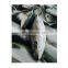 Frozen Japan yellowtail price with good quality