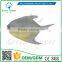 Greenflower 2016 Wholesale artificial PU fish Pomfret China handmaking decoration