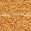 durum wheat