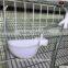 BAIYI H & A Type Layer Metal Quail Cage With Automatic Driking System For Sale