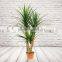 Artificial Silk Dracaena Tree, Plastic Plants