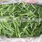 hot sale Frozen IQF green beans with high quality