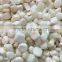 natural tridacninae crushed stone for wholesale,Tridacnidae jewelry,gemstone