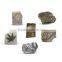 Deluxe Authentic Plant Leaf Fossils Dig Kit