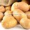 high quality fresh yellow potato on sale fresh russet potato