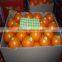 Best price Navel orange
