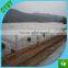 agriculture greenhouse cover 100% new material nursery clear plastic greenhouse film made in China