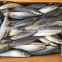 BQF fresh new caught size 200-300 sea frozen pacific mackerel