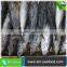 Hot Selling Without Faure Marin Frozen Bonito For Cannery Factory
