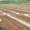 Agricultural Plastic mulch film without holes