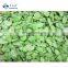 Good Quality Frozen Green Healthy Peeled Fava Broad Bean