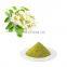 Best Quality OEM Gummies Sophora Japonica Extract Supplement Dihydrate Quercetin Powder