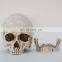 White New Resin Skulls Resin Model Medical Realistic lifesize